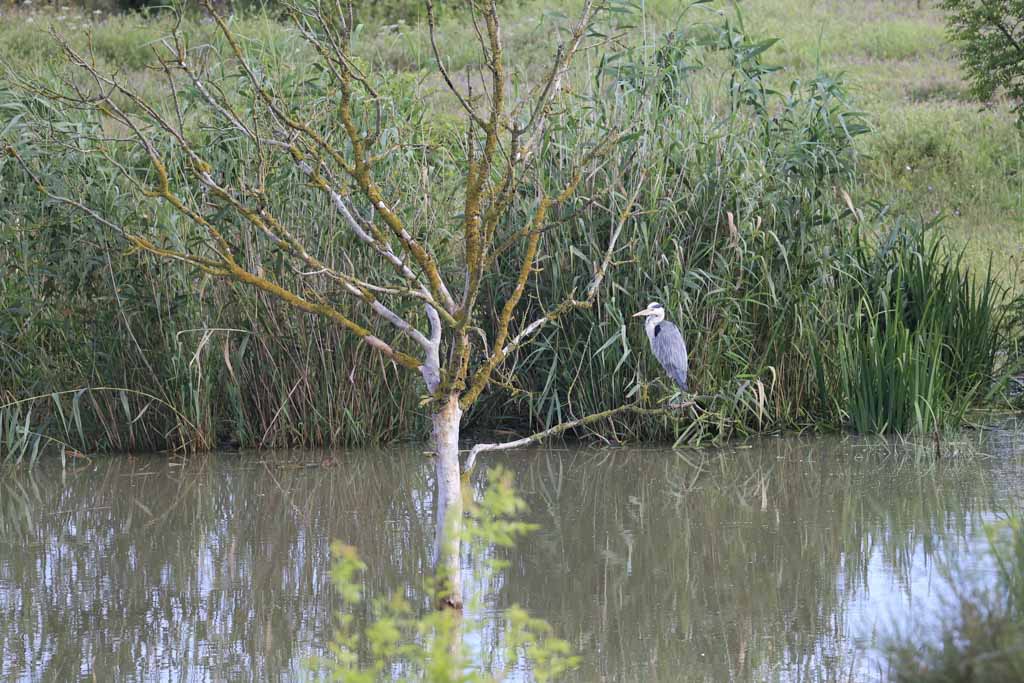 Grey Heron