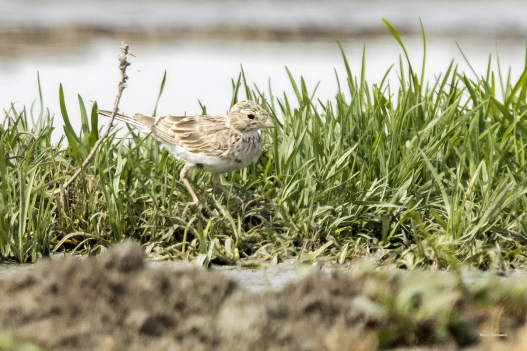 Turkestan Short-toed Lark