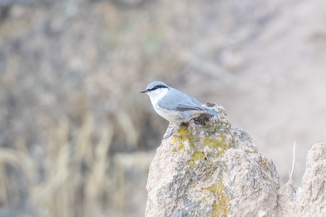 Western Rock Nuthatch