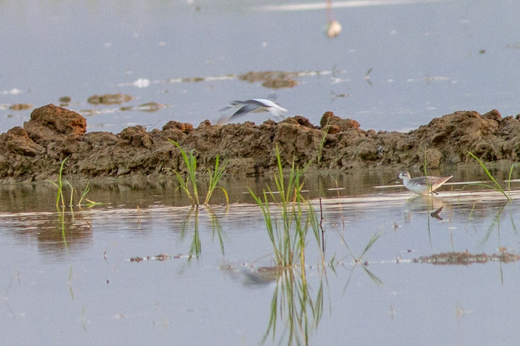 Marsh Sandpiper
