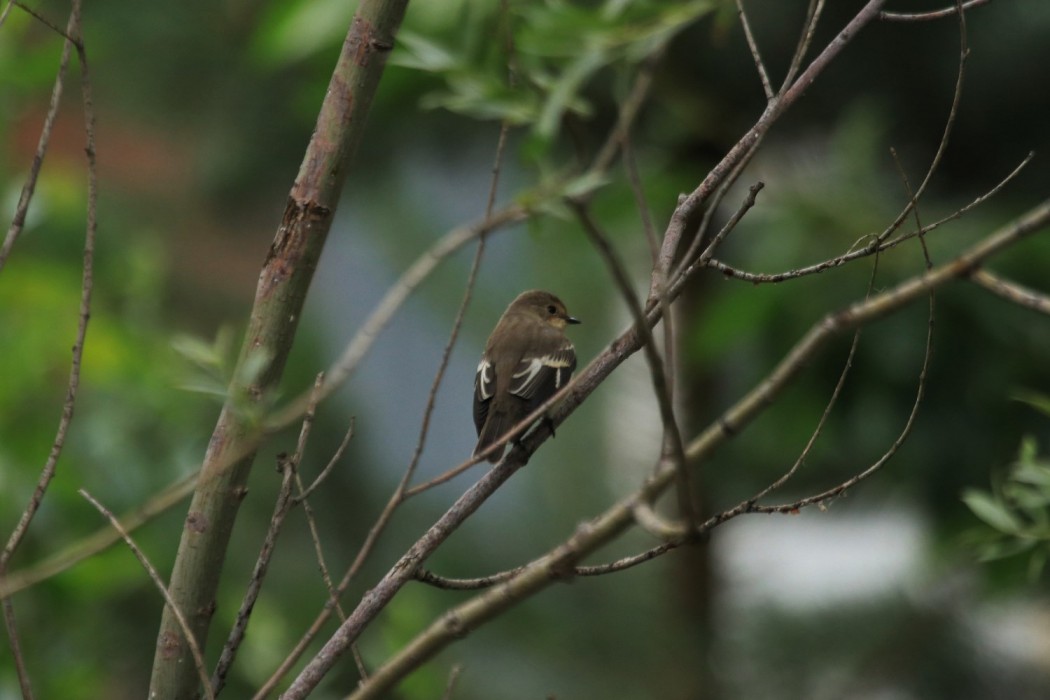 Semicollared Flycatcher