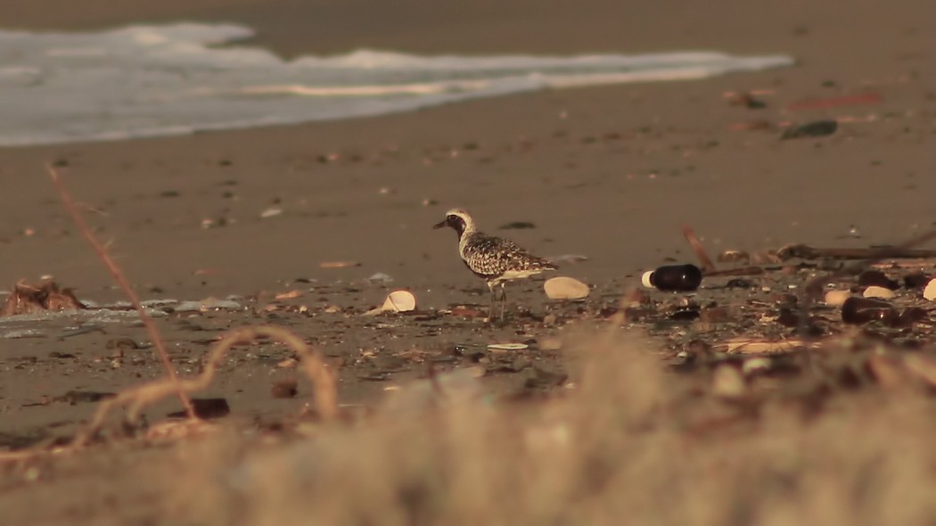 Gümüş Yağmurcun