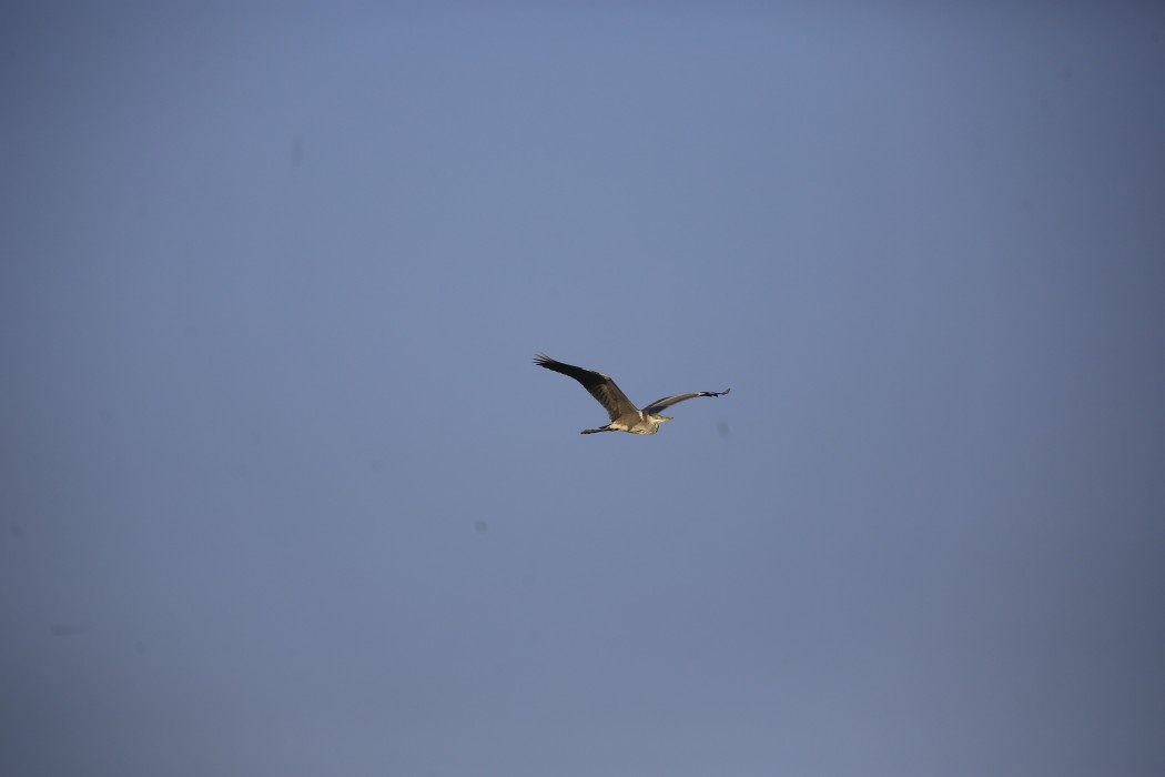 Grey Heron