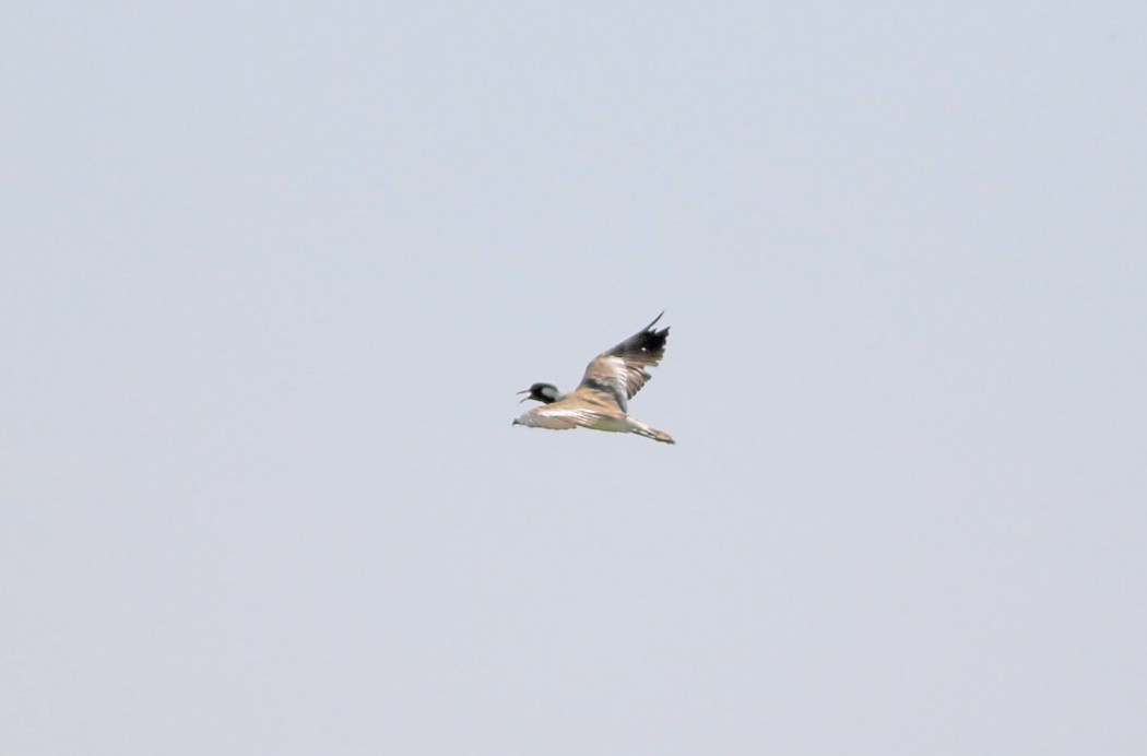 Red-wattled Lapwing