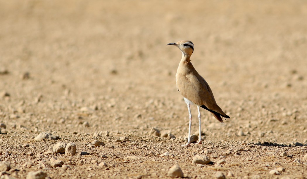 Cream-colored Courser