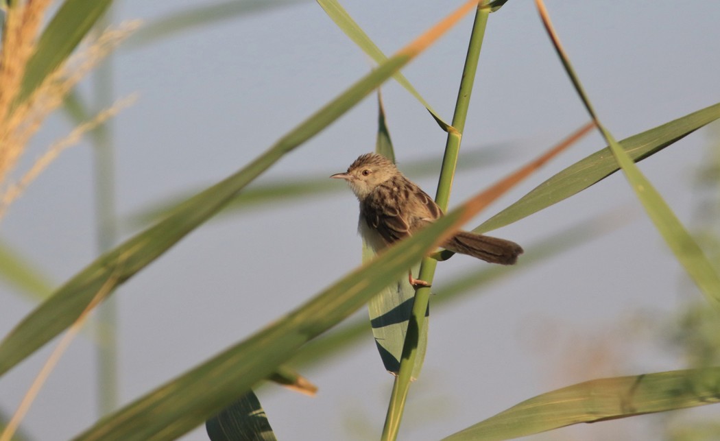 Delicate Prinia