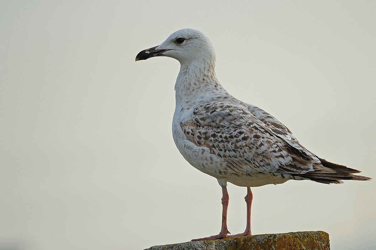 Caspian Gull