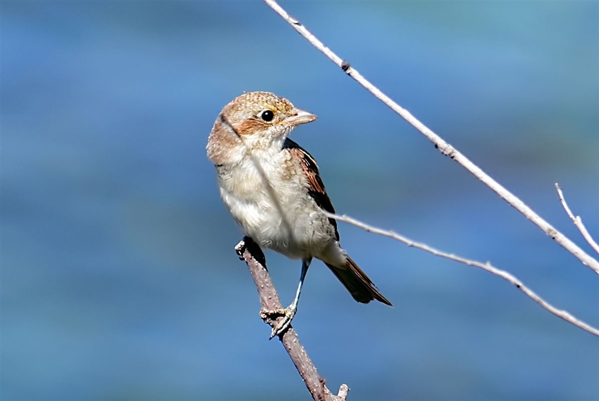 Red-backed Shrike