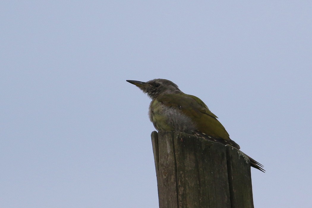 Grey-headed Woodpecker