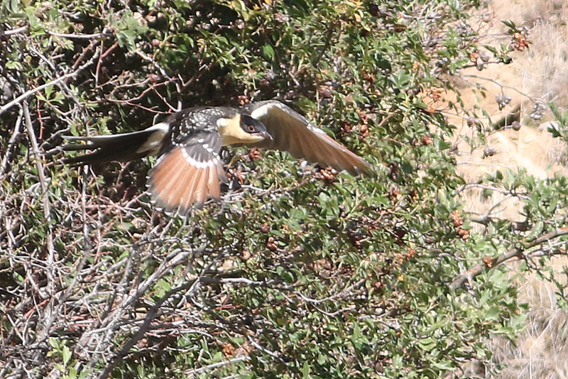 Great Spotted Cuckoo