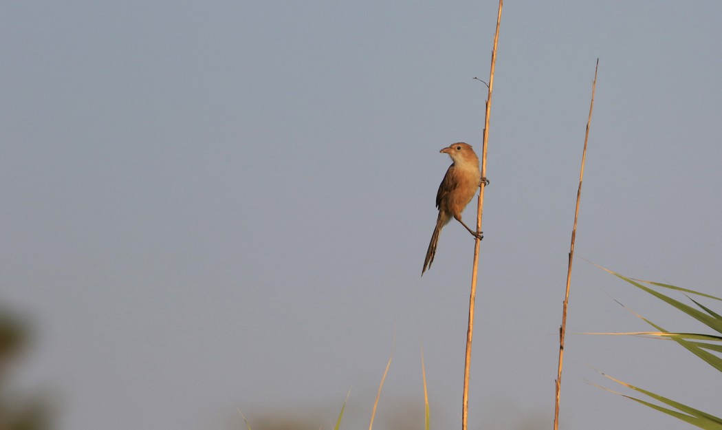 Iraq Babbler