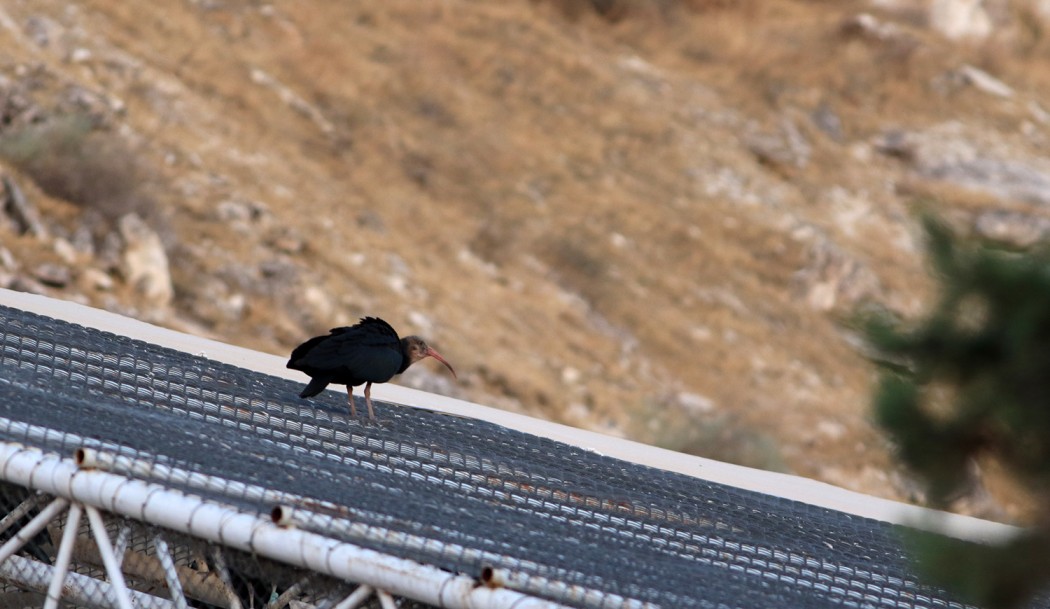 Northern Bald Ibis