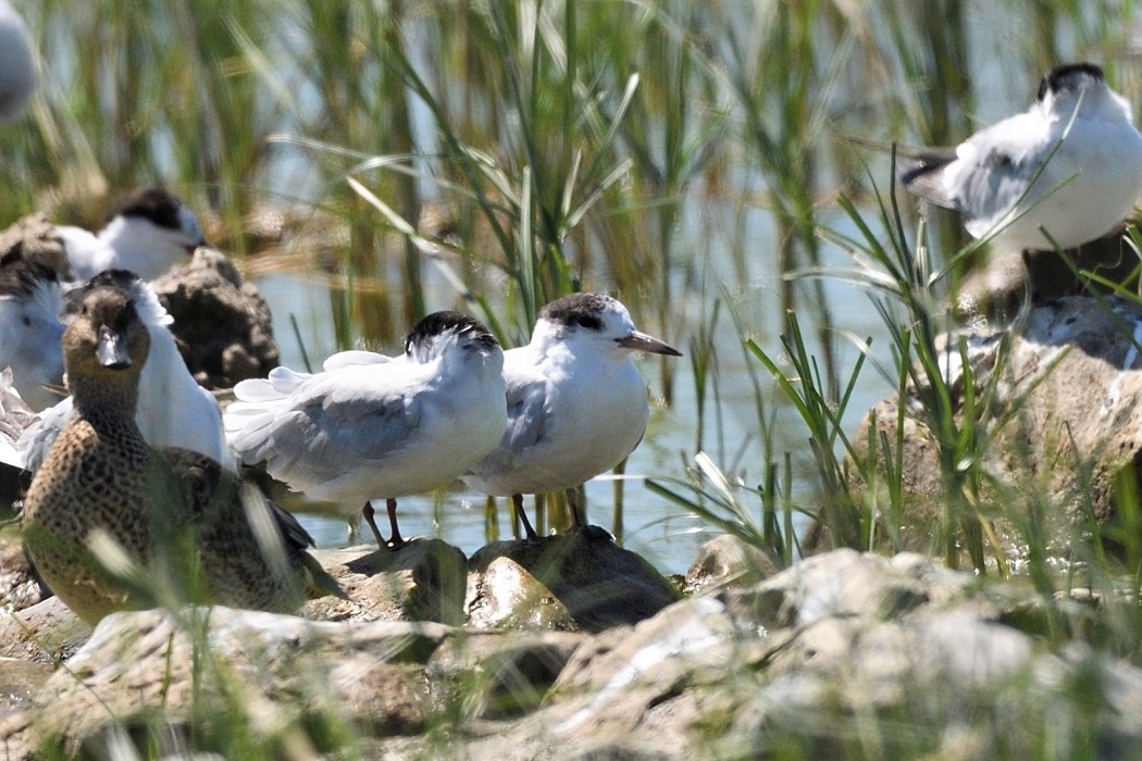 Little Tern