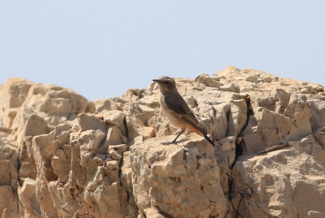 Red-tailed Wheatear