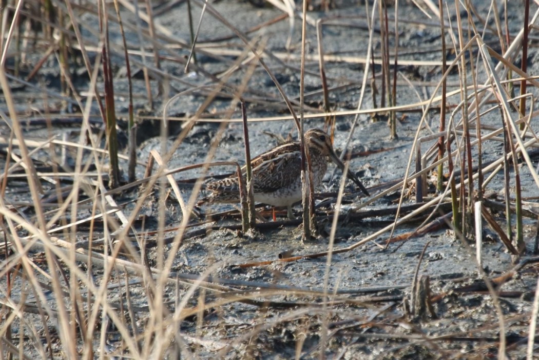 Common Snipe