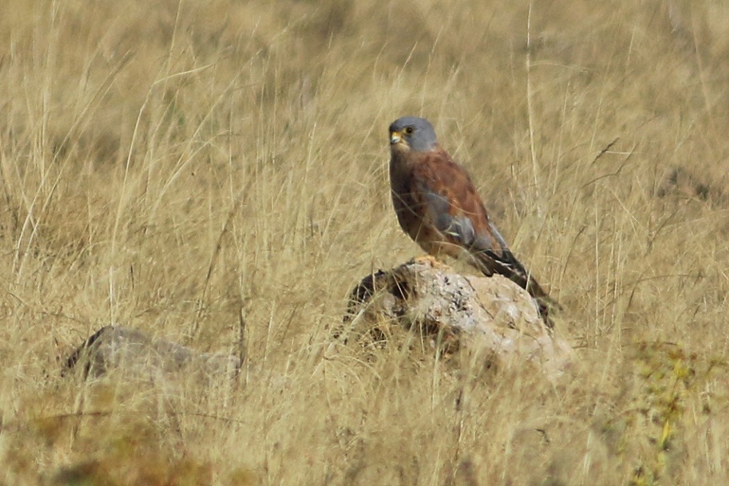 Lesser Kestrel