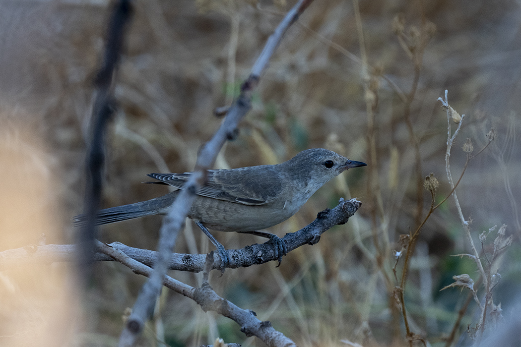 Barred Warbler