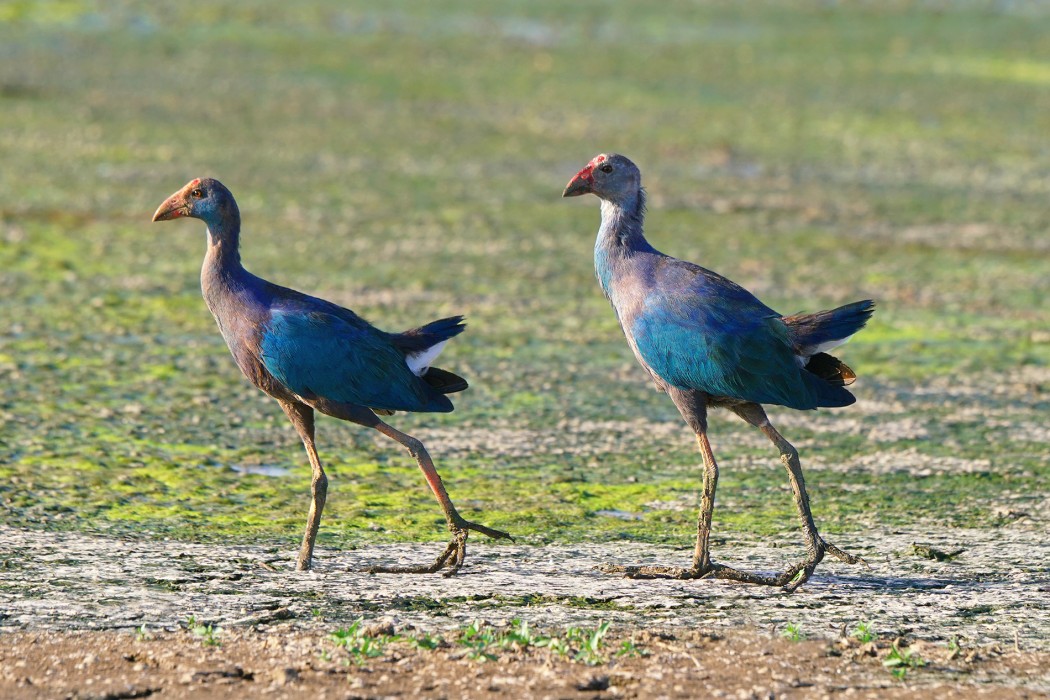 Grey-headed Swamphen