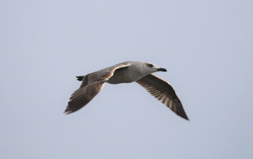 Yellow-legged Gull