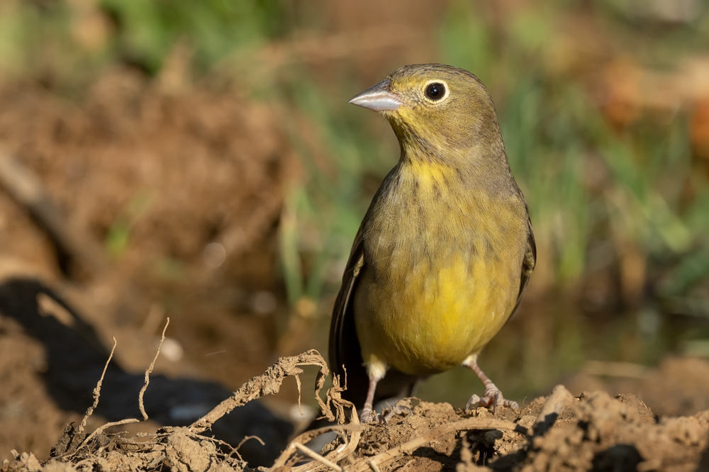 Cinereous Bunting