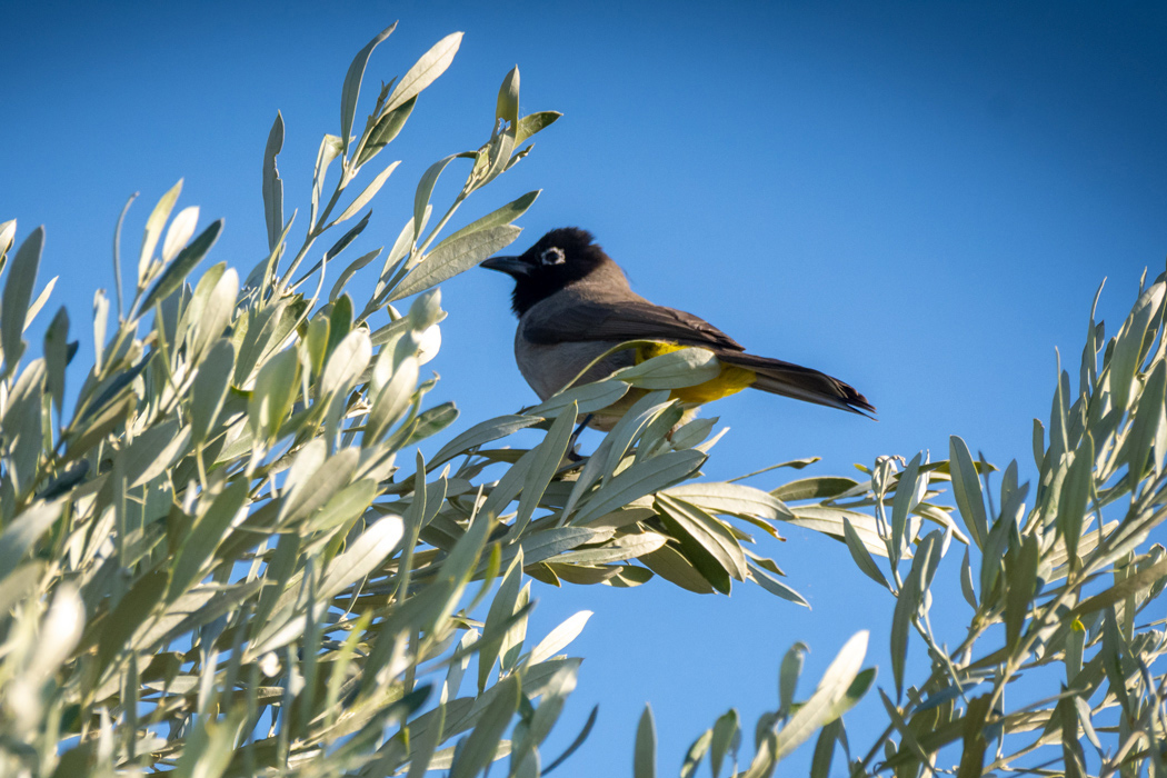 White-spectacled Bulbul