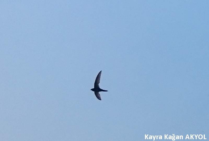 Common Swift