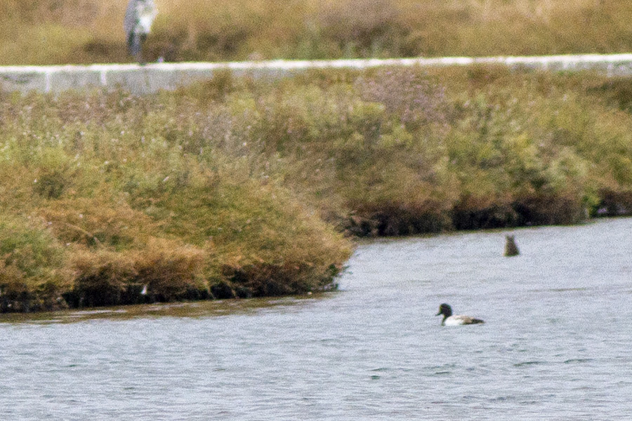 Greater Scaup