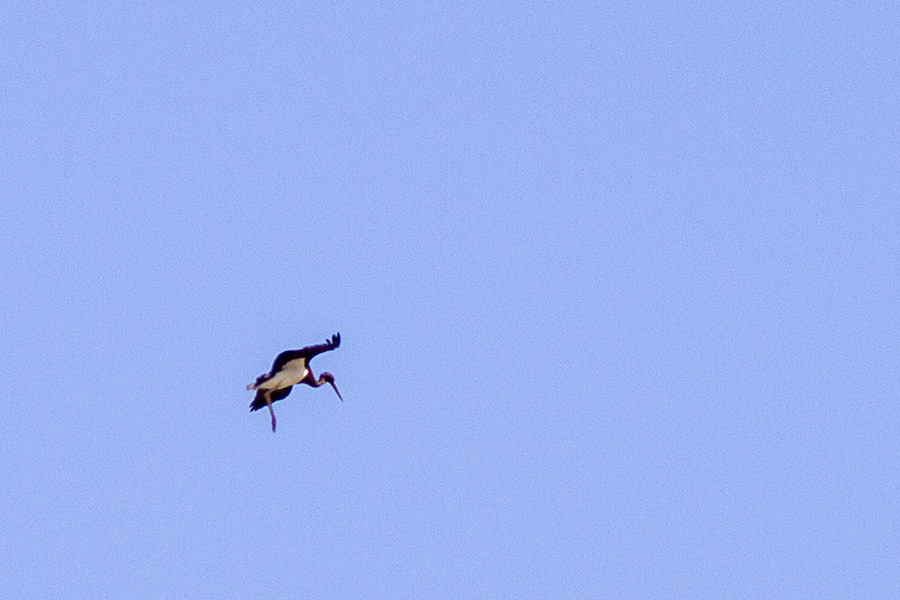 Black Stork