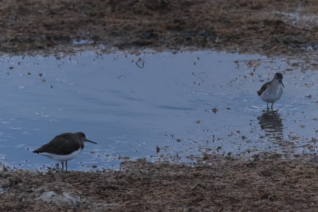 Green Sandpiper
