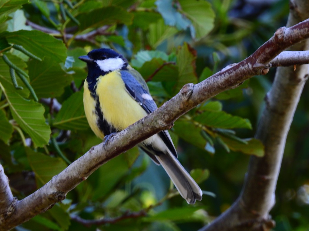 Great Tit