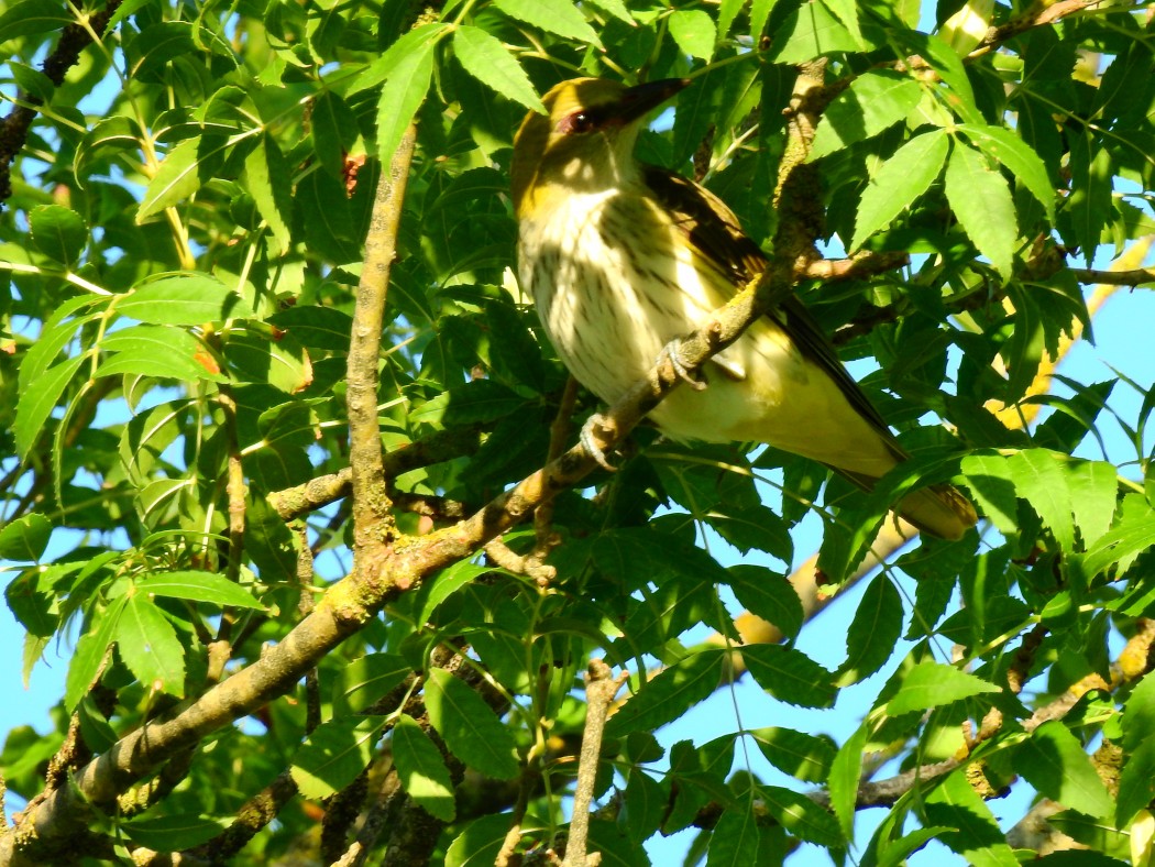 Eurasian Golden Oriole