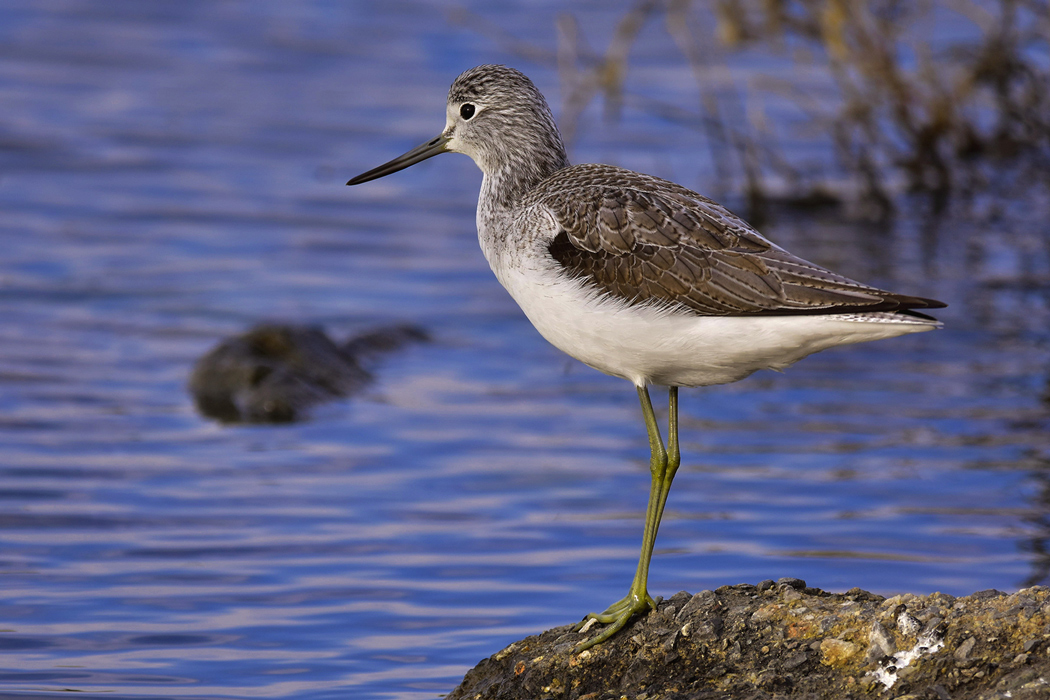 Common Greenshank