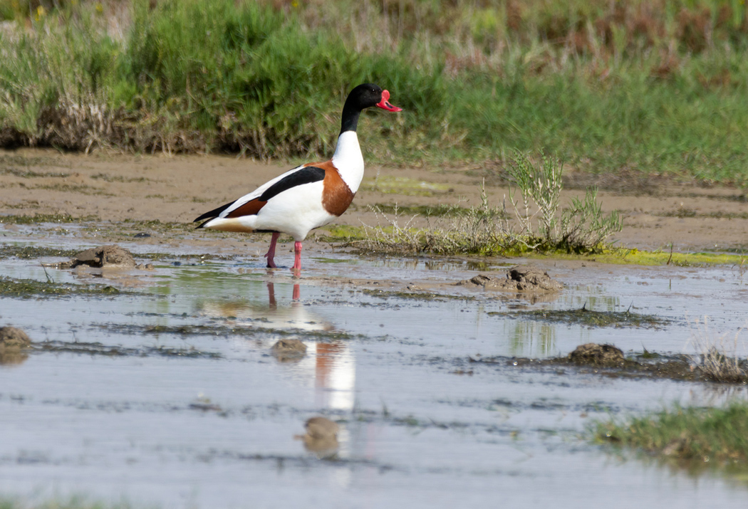 Common Shelduck