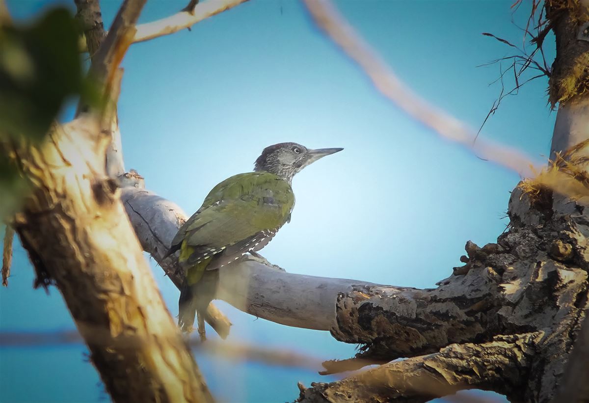 European Green Woodpecker