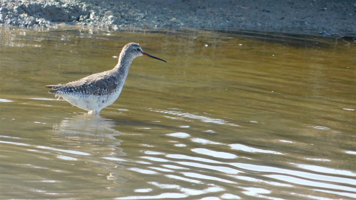 Spotted Redshank