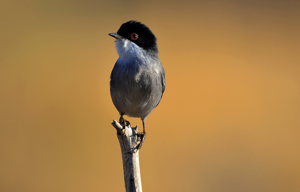 Sardinian Warbler