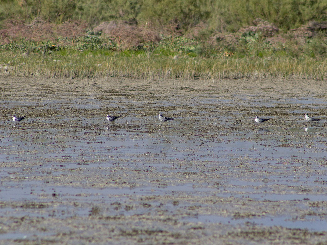 White-winged Tern