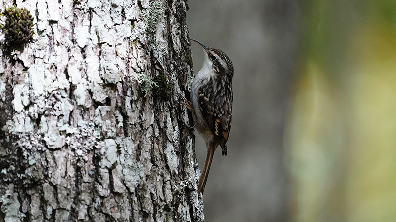 Short-toed Treecreeper