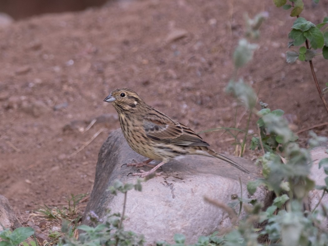 Yellowhammer
