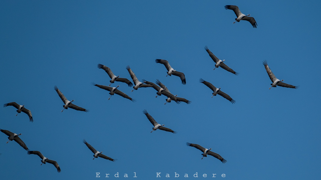 Demoiselle Crane