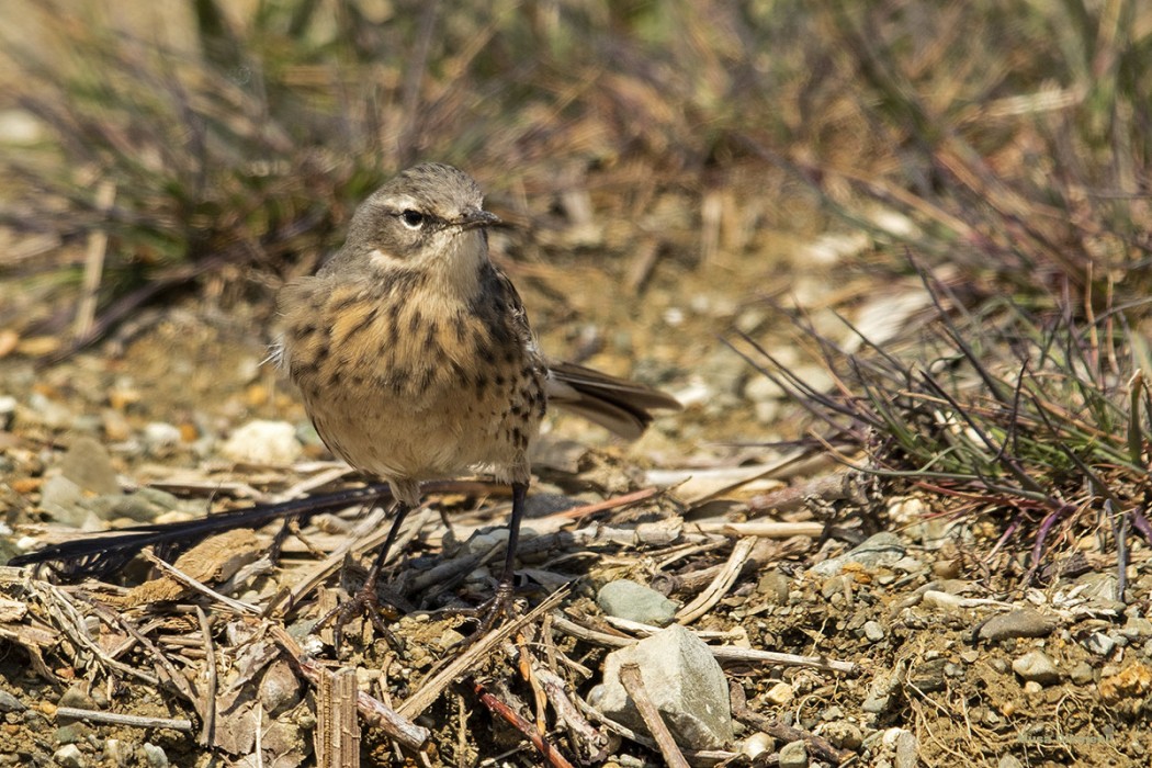 Dağ İncirkuşu