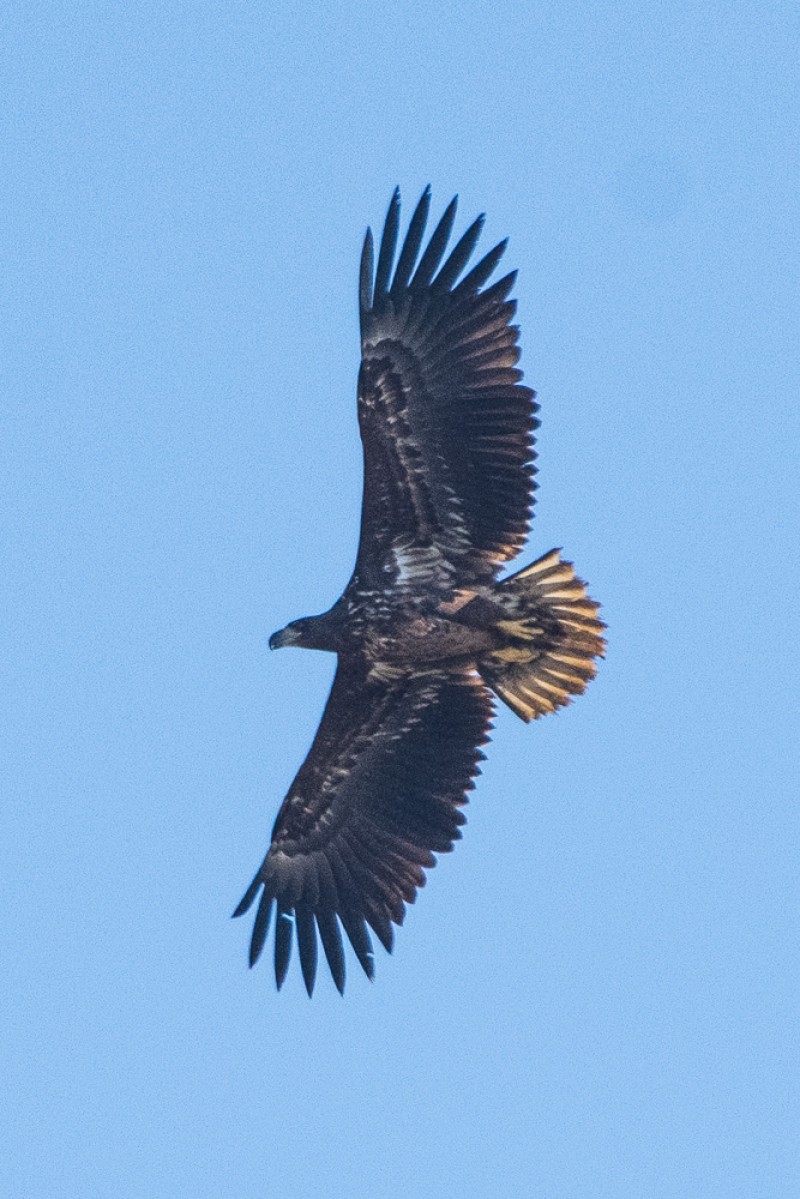 White-tailed Eagle