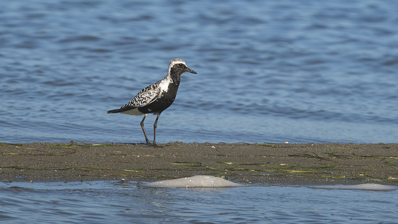 Grey Plover