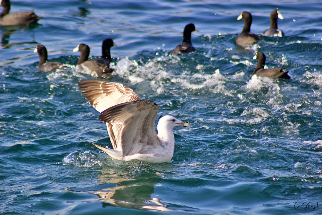 Yellow-legged Gull