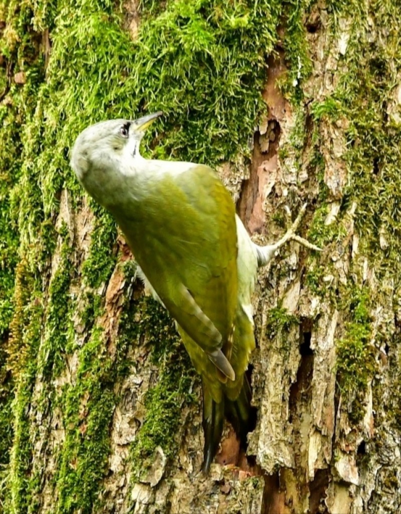 Grey-headed Woodpecker
