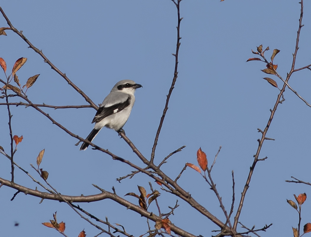 Great Grey Shrike
