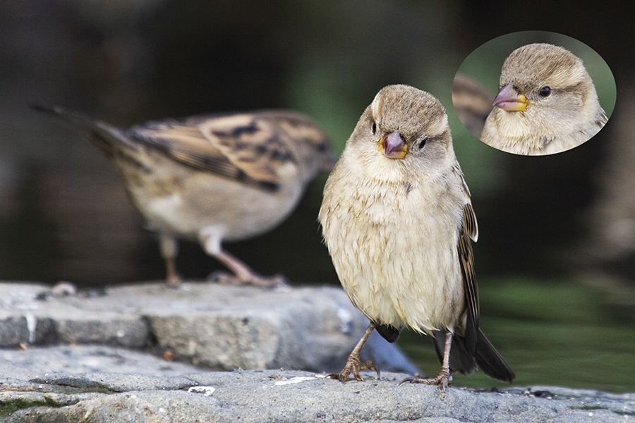 House Sparrow
