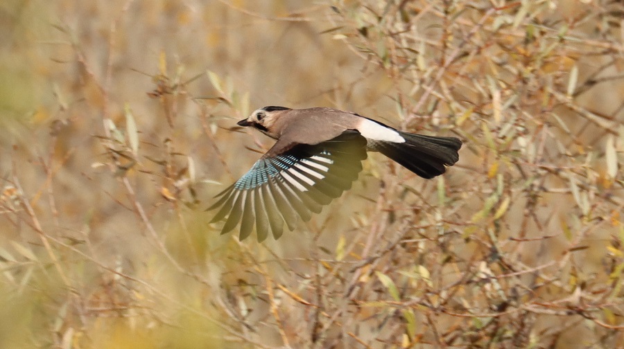 Eurasian Jay