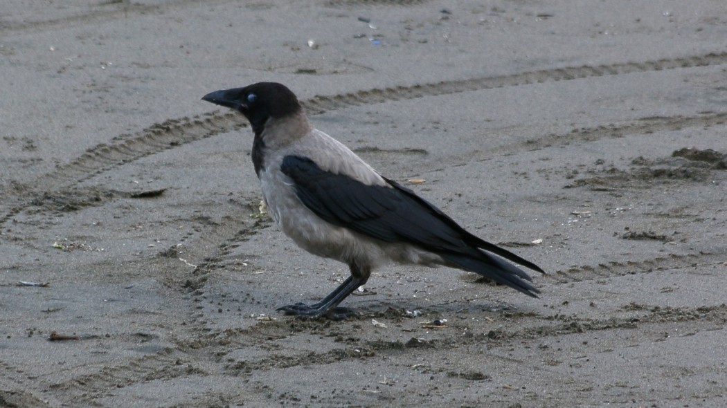 Leş Kargası