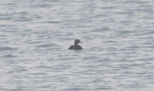 Common Scoter